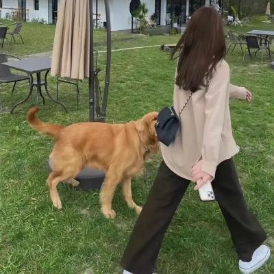 泰版狐狸的夏天